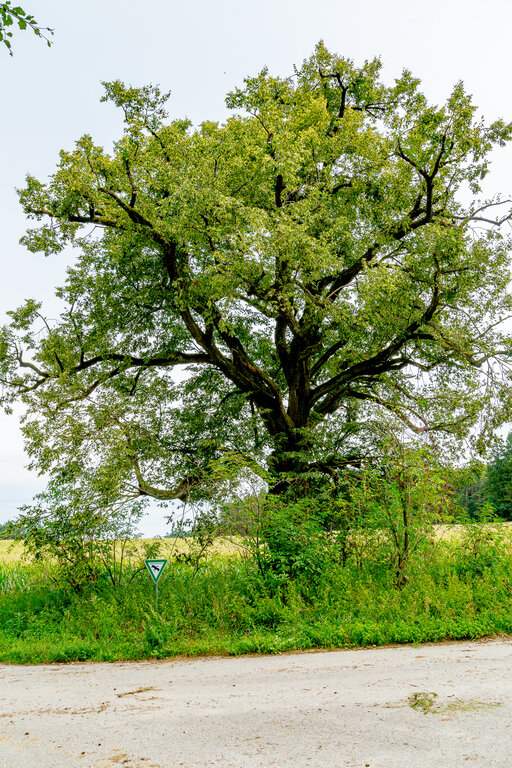 Image: _JA 40722 Linde.jpg